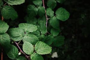 verde le foglie con gocce di acqua, rugiada. lampone cespuglio. foto