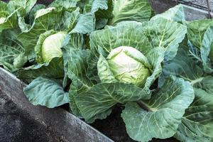 cavolo in crescita su sollevato giardino letto nel biologico fattoria foto