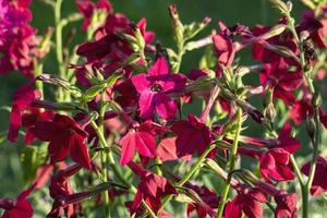 persiano tabacco - nicotiana alata rosso fioritura pianta in crescita nel il giardino foto