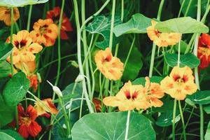 giardino nasturzio impianti con arancia e giallo fiori, tropaeolum Majus in crescita nel letto di fiori foto