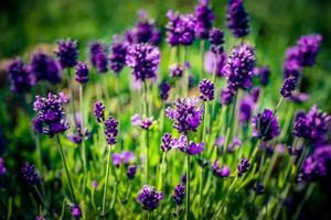 lavanda lavanda augustifolia nel il vecchio terra Il prossimo per amburgo foto