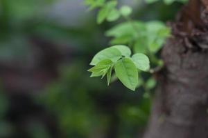 giovane le foglie di stella uva spina o phyllanthus acidus albero su sfocatura natura sfondo. foto
