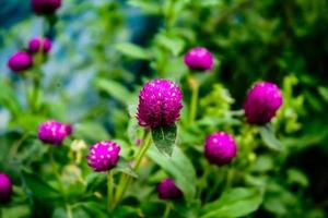 selettivo messa a fuoco, stretto profondità di campo viola fiore mini cuffie tra verde le foglie foto