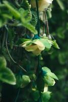 selettivo messa a fuoco, stretto profondità di campo giallo fiore mini cuffie tra verde le foglie foto