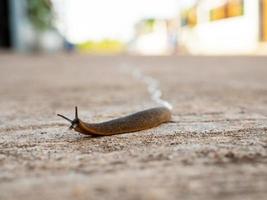 il lumaca era in movimento lentamente inoltrare su il strada. foto