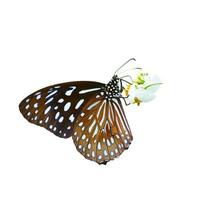 farfalla su bianca sfondo facile per uso nel progetti. foto