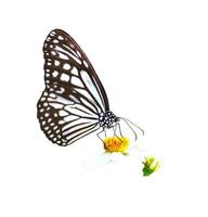 farfalla su bianca sfondo facile per uso nel progetti. foto