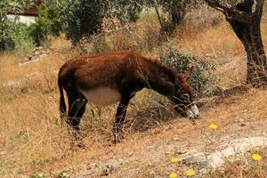 un' Visualizza di il Nazareth villaggio nel Israele foto