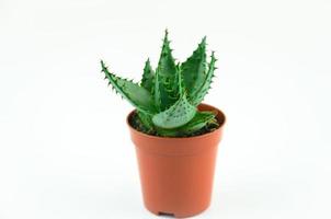 uno cactus haworthia nel un' pentola su un' bianca sfondo foto