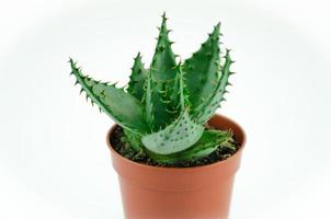 uno cactus haworthia nel un' pentola su un' bianca sfondo foto