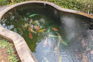 pesce koi nel laghetto in giardino foto