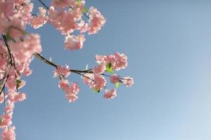 ciliegia fiorire ramo contro cielo. rosa fiori di pianta. artificiale legna nel dettaglio. foto