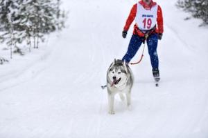 gara invernale di skijoring per cani foto