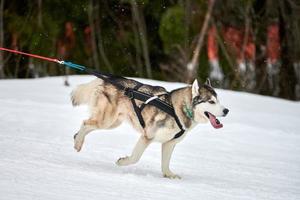 corsa di cani husky su corse di cani da slitta foto