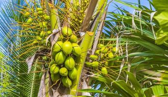 tropicale naturale palma albero noci di cocco blu cielo nel Messico. foto