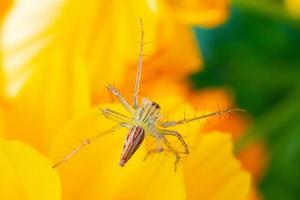 ragno è su giallo fiore nel il giardino foto