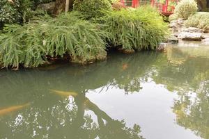 pesce koi nel laghetto in giardino foto