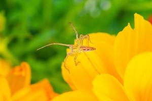 ragno è su giallo fiore nel il giardino foto