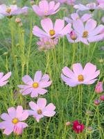 fiori dell'universo nel giardino foto