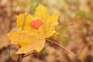 aprire il simbolo del cuore puro, copiare lo spazio. foto