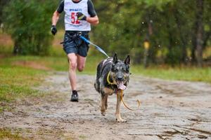 corsa di canicross di cani da pastore foto