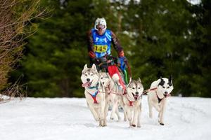 corse di cani da slitta husky foto