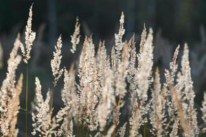 calamagrostis epigejos bushgrass foto