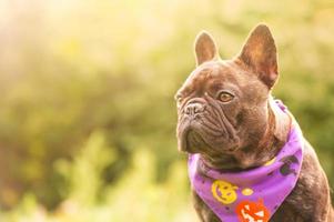 un' cane nel un' bandana per Halloween. francese bulldog su il sfondo di natura. foto