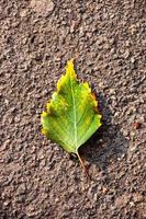 vicino su autunno verde giallo foglia con naturale struttura su asfalto. naturale caduto autunno foglia. bellissimo di stagione autunno foglia. foto