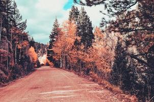 montagna alberi su il strada foto