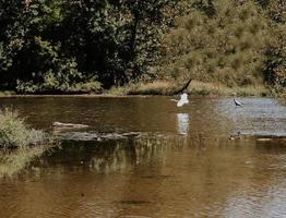 acqua e rocce foto