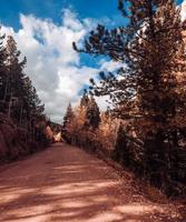 montagna alberi su il strada foto