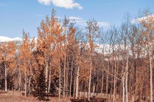 montagna alberi su il strada foto