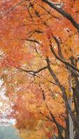 il bellissimo autunno Visualizza con il colorato le foglie su il albero nel il città foto