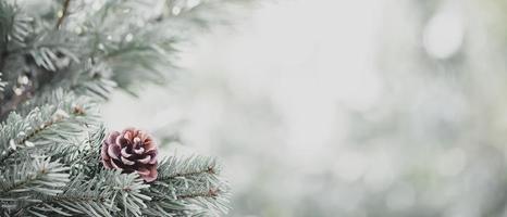 pino albero a Natale foto