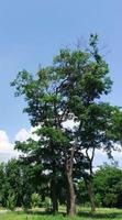 solitario robinia pseudo- acacia sotto il blu cielo foto