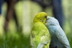 Due amorevole uccelli, giocando nel il erba, uno giallo verde e uno blu bianca, piccolo parrocchetti, sfondo con bokeh Messico foto