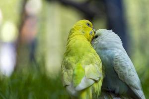 Due amorevole uccelli, giocando nel il erba, uno giallo verde e uno blu bianca, piccolo parrocchetti, sfondo con bokeh Messico foto