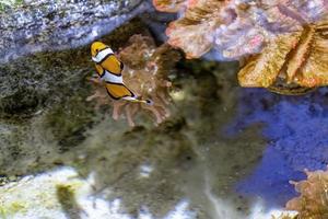 clown pesce anemone, amphiprion percula, nuoto tra il tentacoli di suo anemone casa. Messico foto