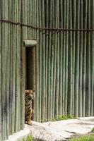 Due Bengala tigri, panthera tigris tigris a piedi dentro loro riparo a il zoo, Messico foto