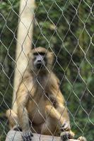 vervet scimmia, cercopiteco pygerythrus, in gabbia a il zoo, Messico foto