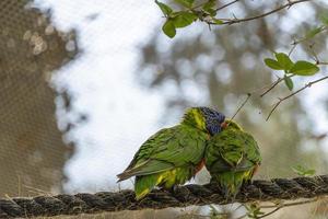 Due amorevole uccelli, giocando nel il erba, uno giallo verde e uno blu bianca, piccolo parrocchetti, sfondo con bokeh Messico foto