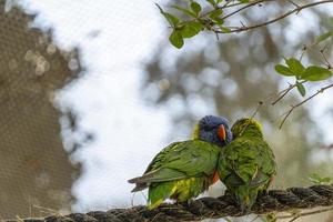 Due amorevole uccelli, giocando nel il erba, uno giallo verde e uno blu bianca, piccolo parrocchetti, sfondo con bokeh Messico foto