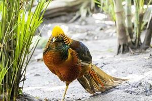 crisolofo picto, d'oro fagiano bellissimo uccello con molto colorato piume, ori, blues, verdi, Messico foto