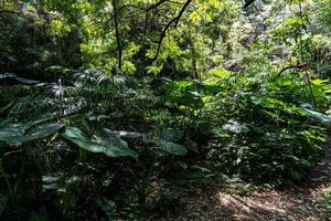 foresta pluviale nel Messico latino America, luce del sole, le foglie con acqua goccioline foto