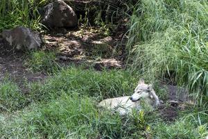 canis lupus messicano grigio lupo a il zoo, dietro a un' maglia contenente esso, Messico foto