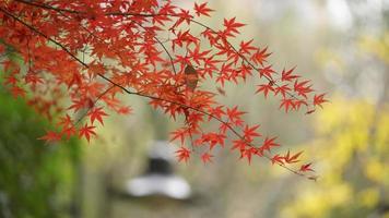 il bellissimo autunno Visualizza con il colorato le foglie su il albero nel il città foto