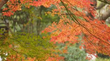 il bellissimo autunno Visualizza con il colorato le foglie su il albero nel il città foto