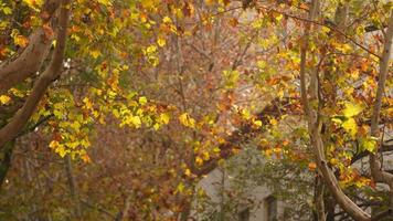 il bellissimo autunno Visualizza con il colorato le foglie su il albero nel il città foto