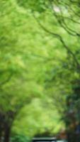 il bellissimo giardino Visualizza con il fresco verde le foglie e fiori nel estate foto